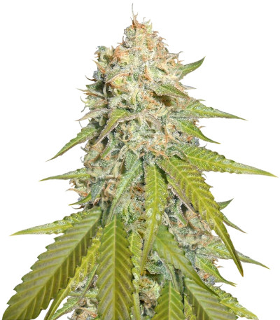Pure AK fem (Female Seeds) семена конопли