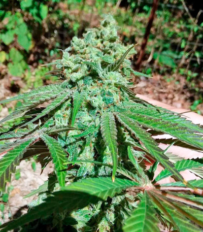 Purple Trainwreck fem семена конопли