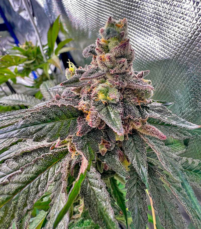 Rainbow Melon fem (FastBuds) семена конопли