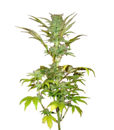 Short Rider Automatic fem семена конопли