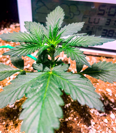 Семена конопли сорта Snow Star Auto