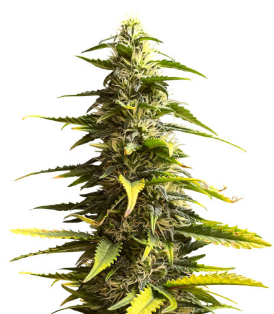 Sour Diesel Auto fem (Herbies Seeds) семена конопли