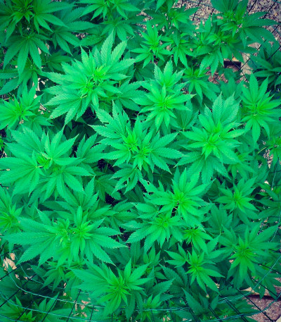 Sumo's OG Kush fem (Sumo Seeds) семена конопли