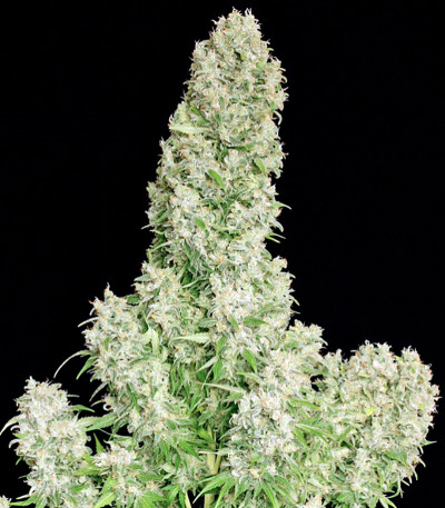 White Russian reg (Serious Seeds) семена конопли