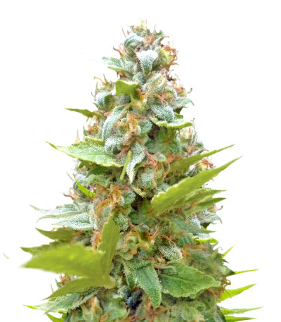 Blueberry fem (Sumo Seeds) семена конопли