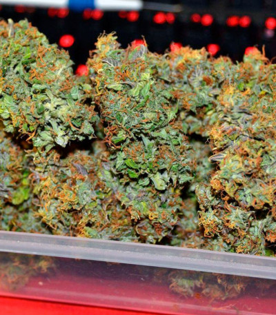 Cream Mandarine XL Auto fem (Sweet Seeds) семена конопли