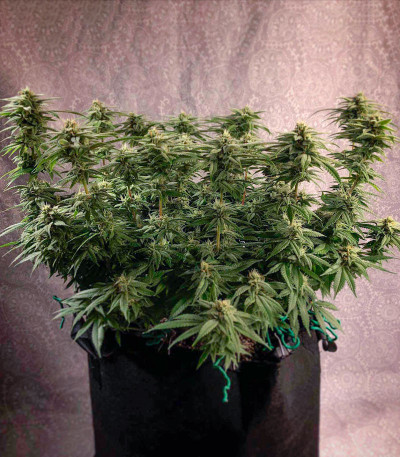 Grandaddy Purple fem семена конопли