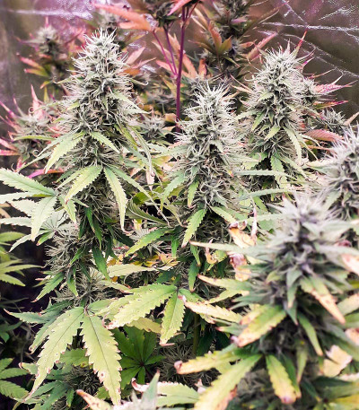 Green Gelato Automatic fem (RQS) семена конопли