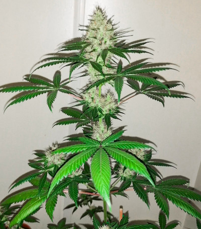 Red Diesel fem (Barney's Farm) семена конопли