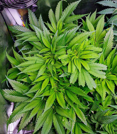 Tropicana Cookies FF fem (FastBuds) семена конопли