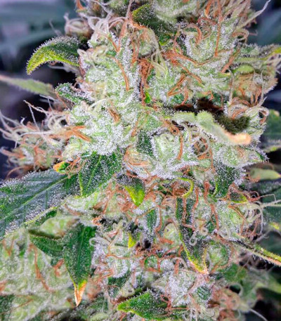 Wappa fem (Paradise Seeds) семена конопли