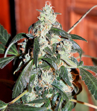 Auto White Widow fem (Bulk Seed Bank) семена конопли