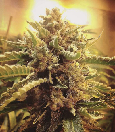 Amnesia fem (Vision Seeds) семена конопли