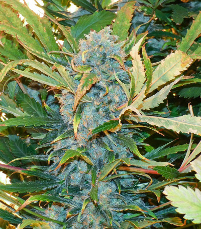 Ak Skunk fem (Kalashnikov Seeds) семена конопли