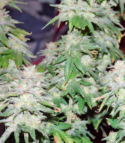 Afghan Kush X Yumbolt fem (World of Seeds) семена конопли