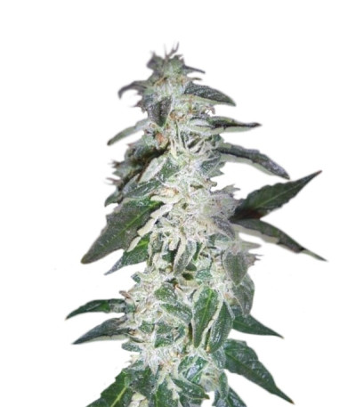 Alaskan Ice fem семена конопли