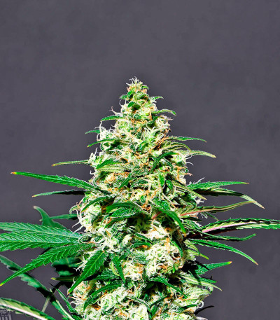 Amnesi-K fem семена конопли