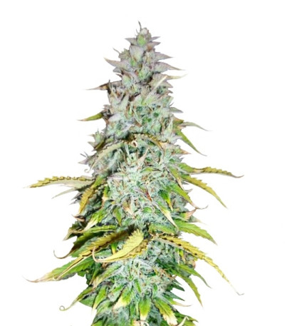 Amnesia Haze Automatic fem (Royal Queen Seeds) семена конопли