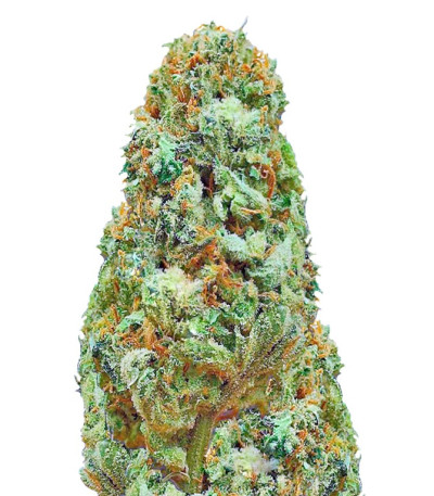 Amnesia Ganja Haze reg (Sumo Seeds) семена конопли