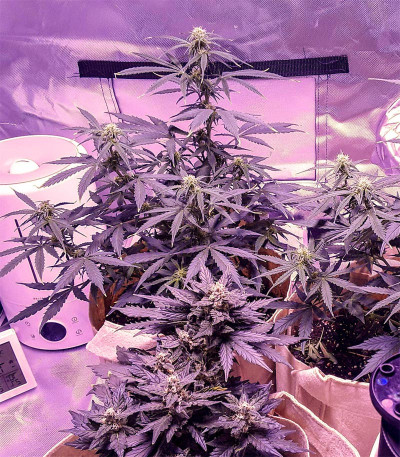 Auto OG Kush fem (Victory Seeds) семена конопли