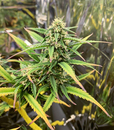Auto Pineapple Glue fem (Advanced Seeds) семена конопли
