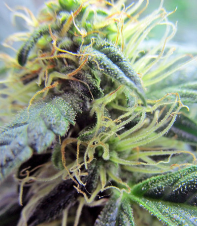 Auto Sunmango (Somango) fem семена конопли