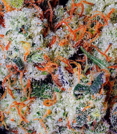 Banana Daddy Auto RBX2 fem (Ethos Genetics) семена конопли