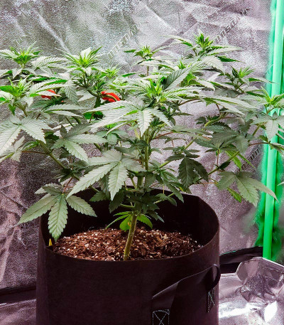 Banana Rapids fem (Dr. Krippling Seeds) семена конопли