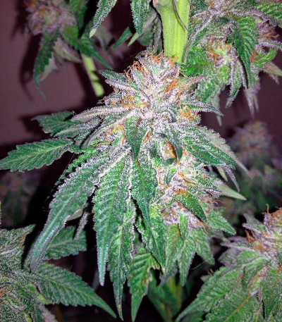Blueberry Cheese fem (Barneys Farm) семена конопли