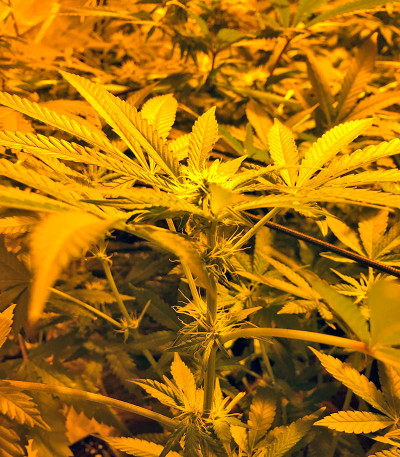 Сорт каннабиса Blue Cheese