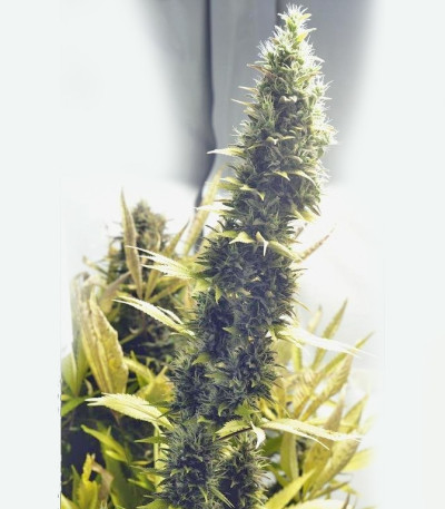 BubbleGummer fem (Female Seeds) семена конопли