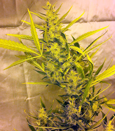 Семена конопли Cheese Autoflowering 