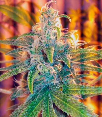 Damn Sour fem семена конопли