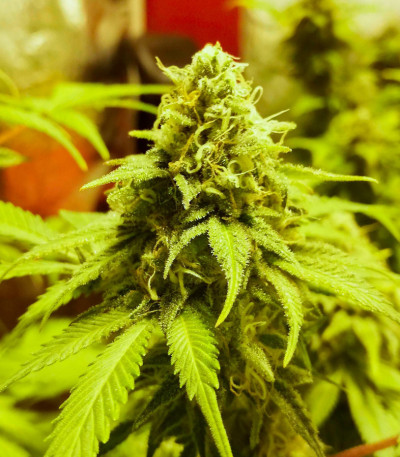 Do-Si-Dos Cookies fem (00 Seeds) семена конопли