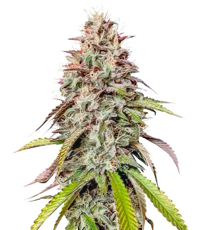 Gorilla Melon fem (FastBuds) семена конопли