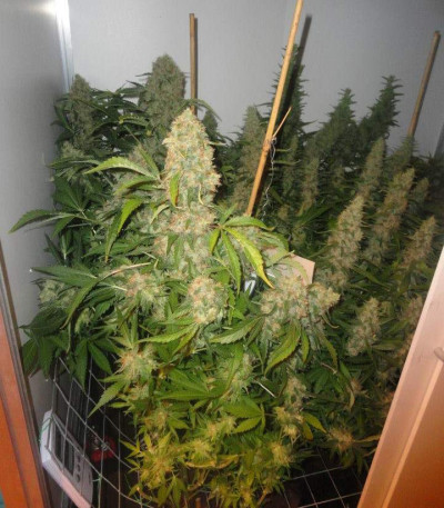 Jack Herer fem (Vision Seeds) семена конопли
