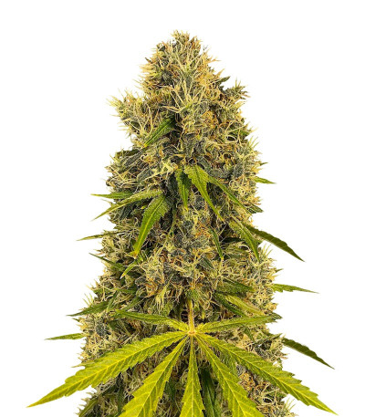 Kali & the Chocolate Factory fem (KFC Seeds) семена конопли