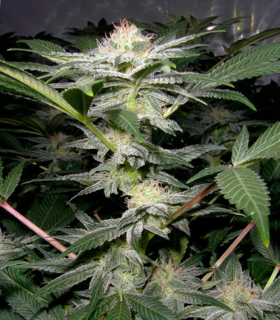 Monster Pebbles (Monster Genetics) семена конопли