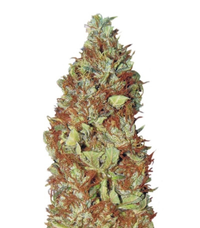 Master Kush reg (Nirvana Seeds) семена конопли