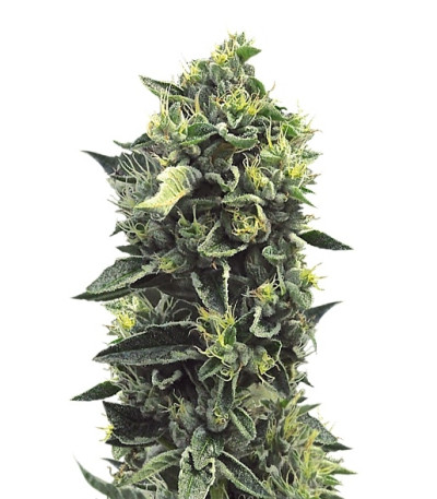 OG Kush reg (Humboldt Seeds) семена конопли
