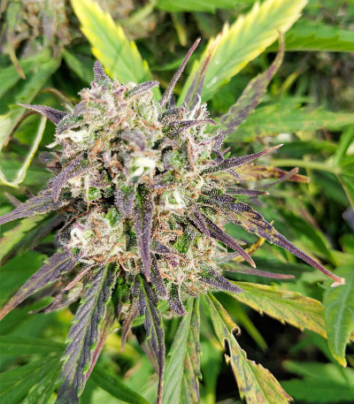 Purple Russian Express (Kalashnikov Seeds) семена конопли