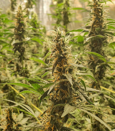 Russian Gold fem (Anaconda Seeds) семена конопли