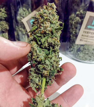 Satori fem (Mandala Seeds) семена конопли