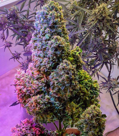 Sith OG fem (AlphaFem Seeds) семена конопли