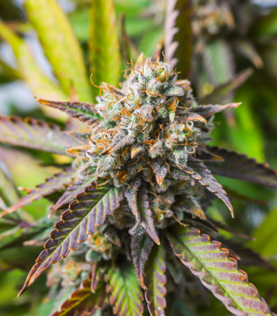 Strawberry Chemdawg OG fem (Dutch Passion) семена конопли