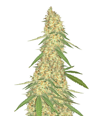 Super Glue (Anesia Seeds) семена конопли