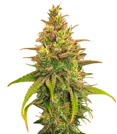 Bubble Gum Sherb fem (Blimburn Seeds) семена конопли