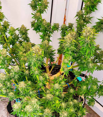 Runtz fem (Barney's Farm) семена конопли