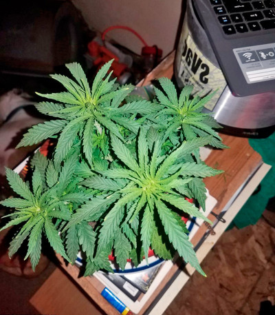 Afrodite Max Auto fem семена конопли