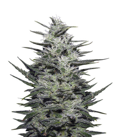 Amnesia Molotov (Kalashnikov Seeds) семена конопли